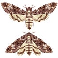 Butterfly. Deaths Head Hawk Moth. The moth is a mystical symbol and talisman. Royalty Free Stock Photo