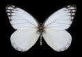 Butterfly Delias agostina