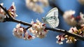 Butterfly on delicate white spring flower with soft focus macro background in easter spring nature Royalty Free Stock Photo