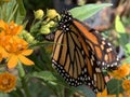 Monarch butterfly laying eggs on milkweed Royalty Free Stock Photo
