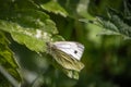 Green-veined White butterfly posed on a shiny green leaf