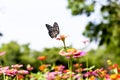 Butterfly Royalty Free Stock Photo