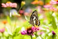 Butterfly Royalty Free Stock Photo