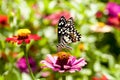 Butterfly Royalty Free Stock Photo