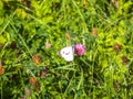 A butterfly does something with flowers