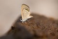 Butterfly doing puddling in cow dung Royalty Free Stock Photo