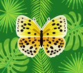 Insect with Wings, Yellow Butterfly in Dots Vector Royalty Free Stock Photo