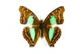 Butterfly Doxocopa cyane isolated