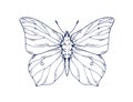 Butterfly drawing in vintage style. Brimstone, outlined engraved moth. Retro handdrawn insect. Detailed sketch, etching