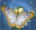 Butterfly dream land Royalty Free Stock Photo