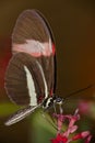 Butterfly drinking nectar