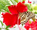 A butterfly drinking nectar