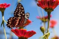 Butterfly on flower in South Africa. Royalty Free Stock Photo