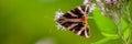 Butterfly drinks nectar from a flower in the forest on a blurred green background.Web banner Royalty Free Stock Photo