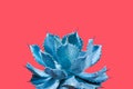 Butterfly Drunkard Agave Plant in Blue Tone Color on Red Background, Creative Colorful Summer Concept