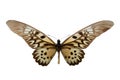 Butterfly Druryeia antimachus m