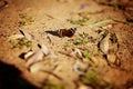 Butterfly on dry cracked earth. Lasiommata megera. Royalty Free Stock Photo