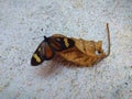 Butterfly on a dry leaf. Royalty Free Stock Photo