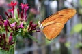 Butterfly Dryas Julia on a flower Royalty Free Stock Photo