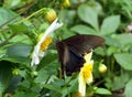 Butterfly in Dujiang Dam sicuan chengdu Royalty Free Stock Photo