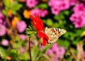 Butterfly on dwarf dahlia flower Royalty Free Stock Photo