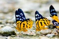 Butterfly Royalty Free Stock Photo