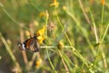 Butterfly eat syrup from flower Royalty Free Stock Photo