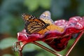 Butterfly Eating Royalty Free Stock Photo