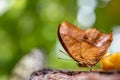 Butterfly eating banane. One male vindula dejone. Side view of Malay cruiser Royalty Free Stock Photo