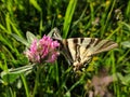 Butterfly eating on the flower Royalty Free Stock Photo