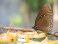 Butterfly eating fruit Royalty Free Stock Photo