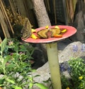 Butterfly eating fruit at New Orleans insectarium