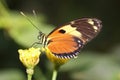 Butterfly eating nectar.