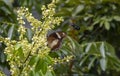 A butterfly eating nectar from longan flowers Dimocarpus longan and helping pollination and fertilization
