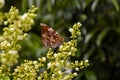 A butterfly eating nectar from longan flowers Dimocarpus longan and helping pollination and fertilization