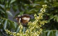 A butterfly eating nectar from longan flowers Dimocarpus longan and helping pollination and fertilization