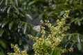 A butterfly eating nectar from longan flowers Dimocarpus longan and helping pollination and fertilization