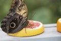 Butterfly eating a piece of grapefruit in a zoo Royalty Free Stock Photo