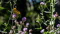 Butterfly eating pollen from a flower