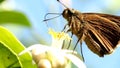 Butterfly eating pollen of lemon flower