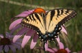 Butterfly on echinacea flower Royalty Free Stock Photo