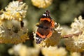 Butterfly on Edgeworthia chrysantha, yellow Oriental paperbush springflower