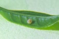 Butterfly Egg on Leaf Royalty Free Stock Photo