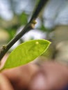 Butterfly egg on lemon leaf