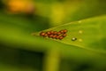 Butterfly Eggs. Aporia crataegi Eggs on Green Leaf Close-up. insects Egg Macro Photography with shallow depth of filed. Color eggs Royalty Free Stock Photo