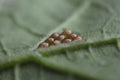 Butterfly eggs neatly tucked away in rows on the underside of a leaf