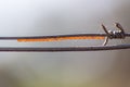 Butterfly eggs on a wire