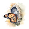 A butterfly emerging from its cocoon