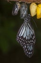 Butterfly Emerging From Pupae Royalty Free Stock Photo