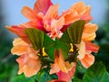 Butterfly Emperor of India or Teinopalpus on orange double hibiscus flower